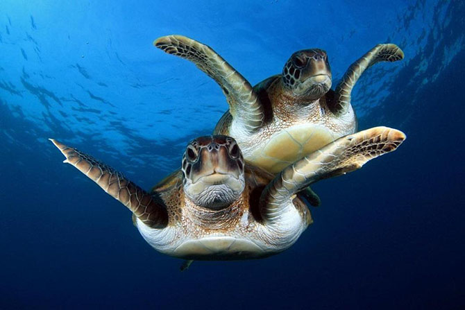 Животные в фотографиях