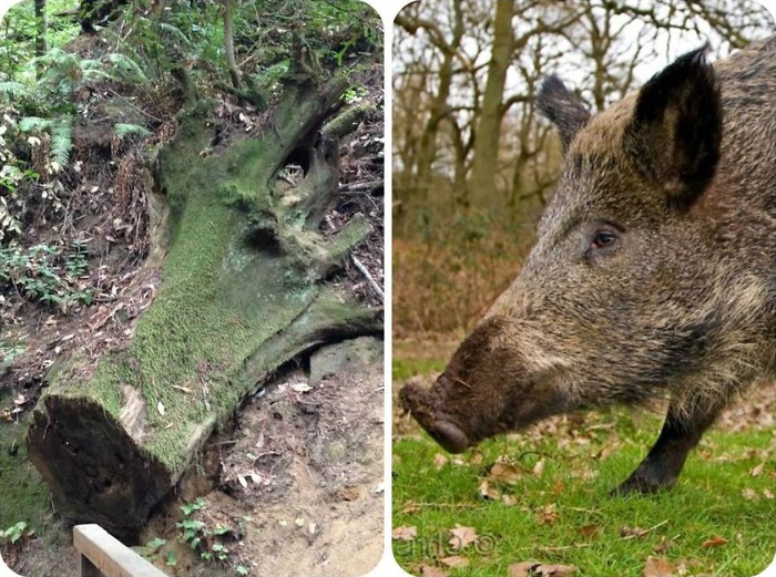 56 примеров забавного и неожиданного сходства