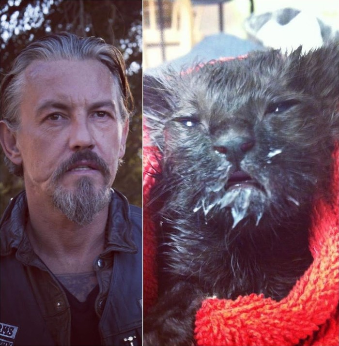 56 примеров забавного и неожиданного сходства