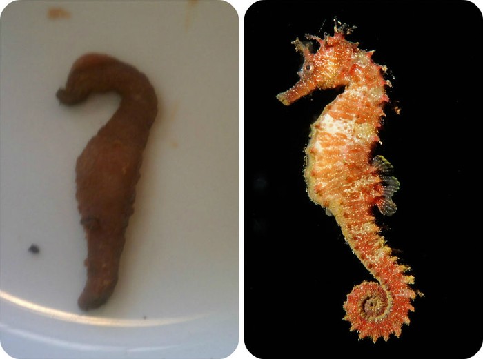 56 примеров забавного и неожиданного сходства