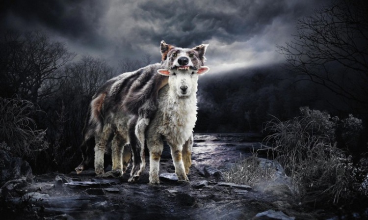 20 очень необычных фотографий животных