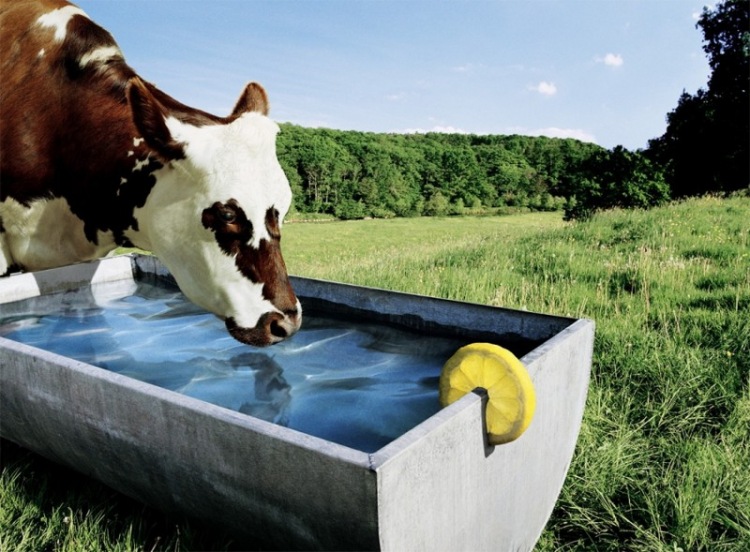 20 очень необычных фотографий животных