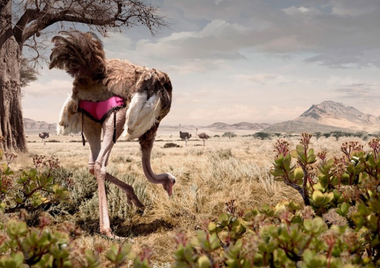 20 очень необычных фотографий животных