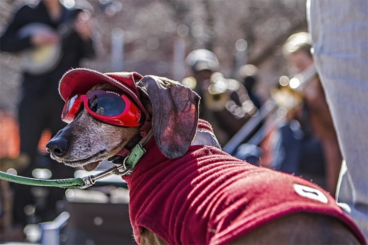 20 очень необычных фотографий животных