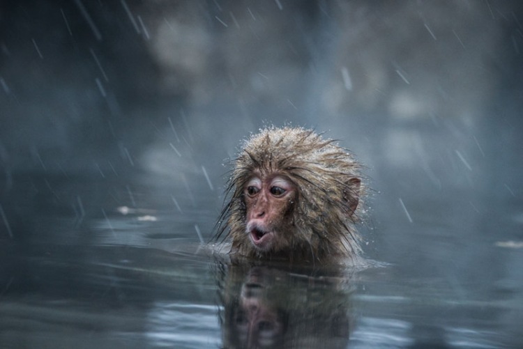 20 очень необычных фотографий животных