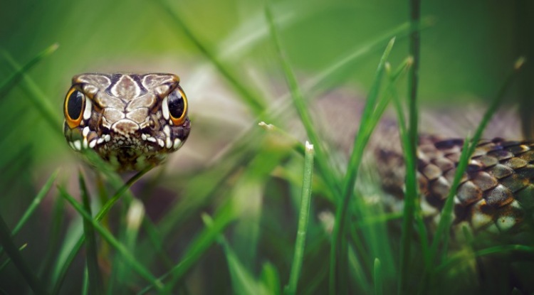 20 очень необычных фотографий животных