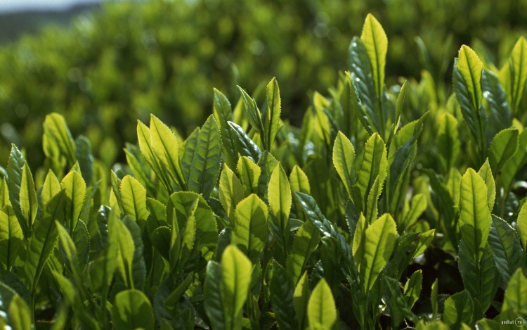 Лавровый лист