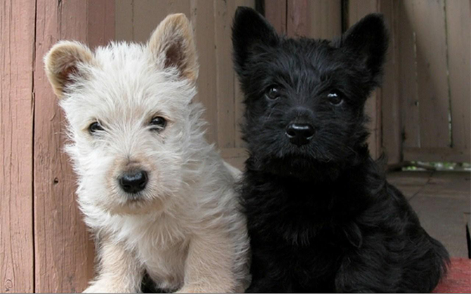 10 самых преданных пород собак