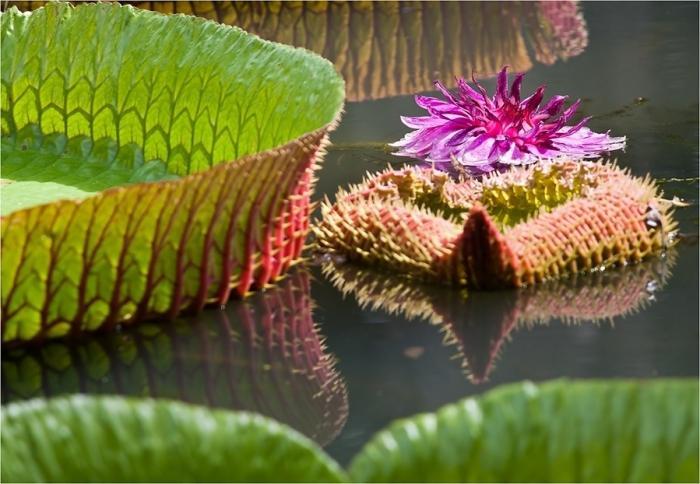 Амазонка (14 фото)