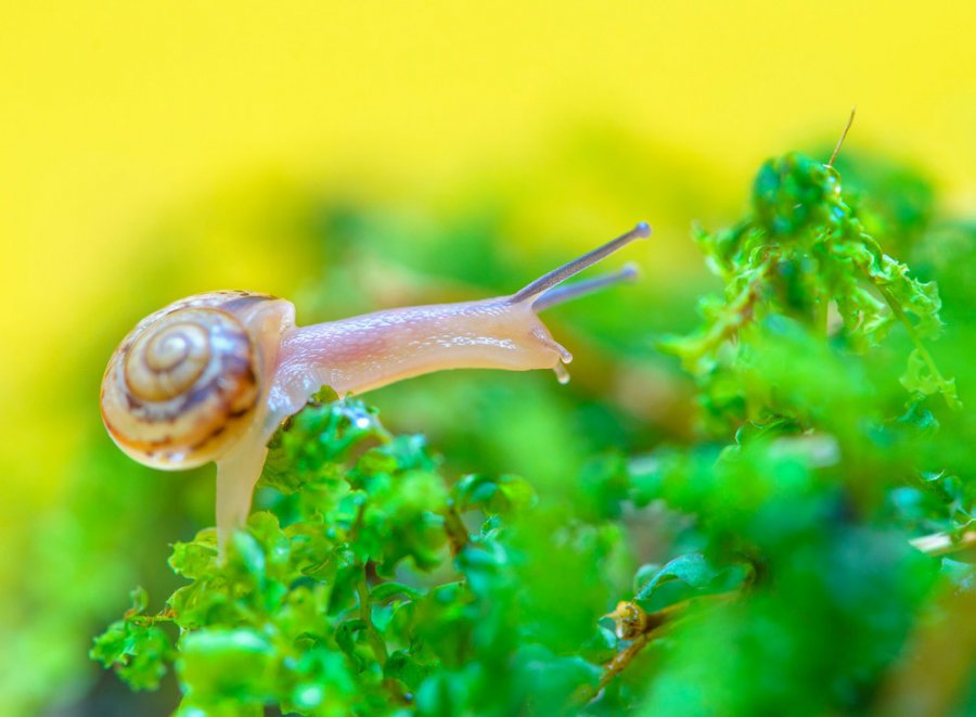 Когда некуда спешить. Улитки