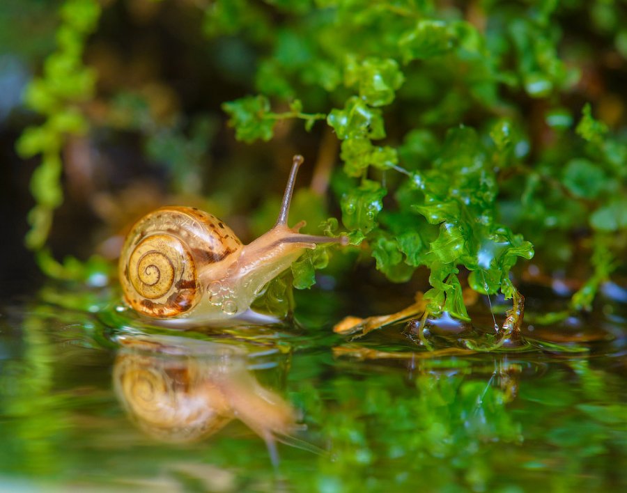 Когда некуда спешить. Улитки