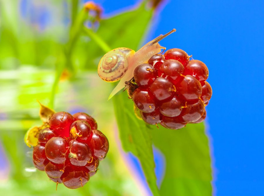 Когда некуда спешить. Улитки