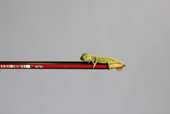 Познакомьтесь: малыши-хамелеончики, самые очаровательные существа в мире!