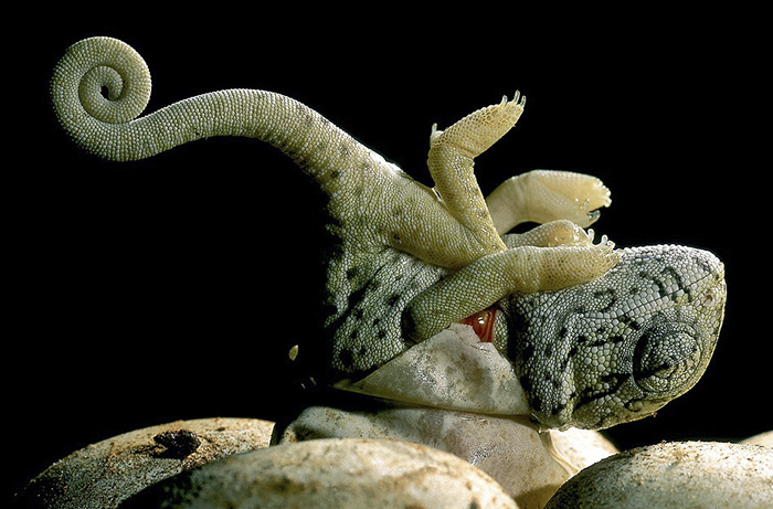 Познакомьтесь: малыши-хамелеончики, самые очаровательные существа в мире!