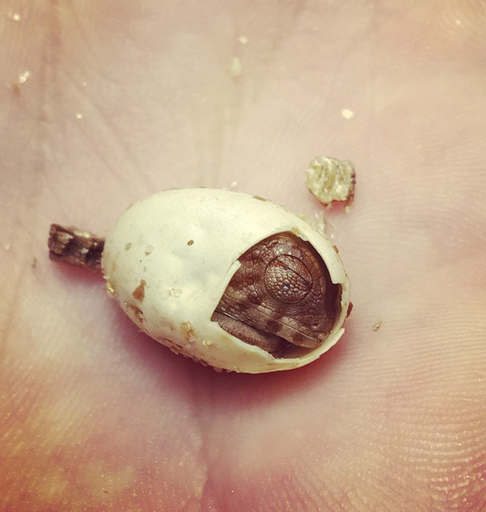 Познакомьтесь: малыши-хамелеончики, самые очаровательные существа в мире!