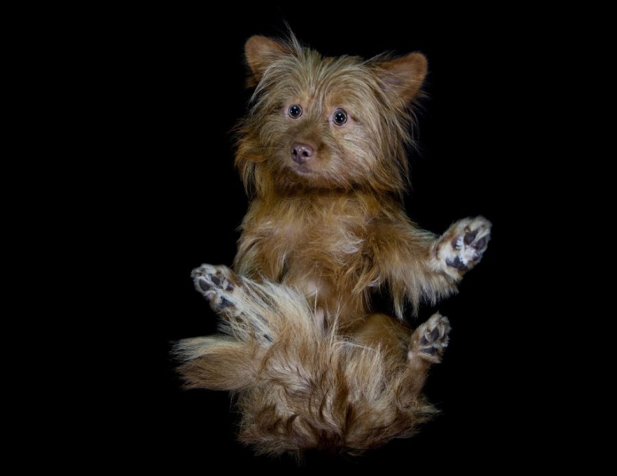 Необычный взгляд на собак