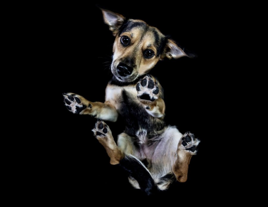 Необычный взгляд на собак