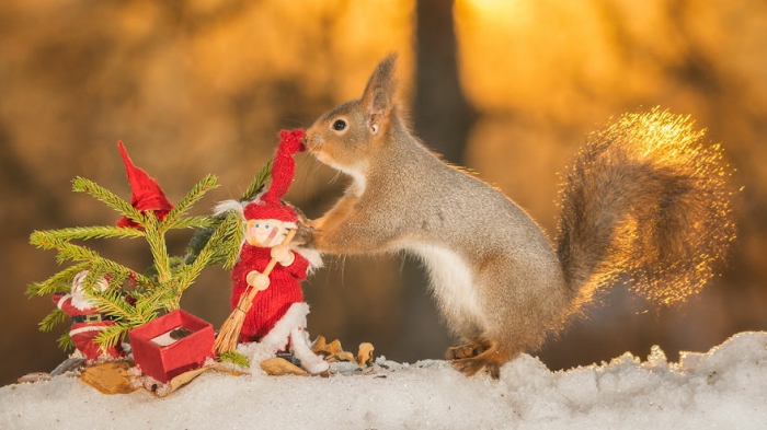В предвкушении волшебства: рождественские белки на снимках Гирта Веггена