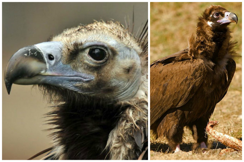 Самые крупные птицы мира