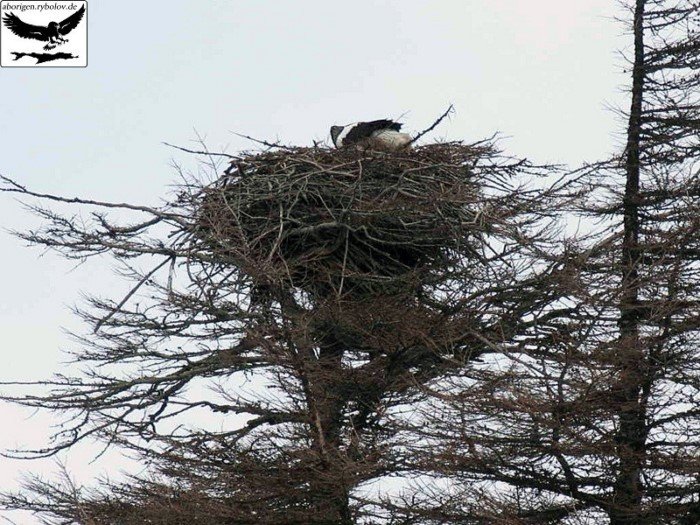 Умопомрочительная архитектура птичьих жилищ