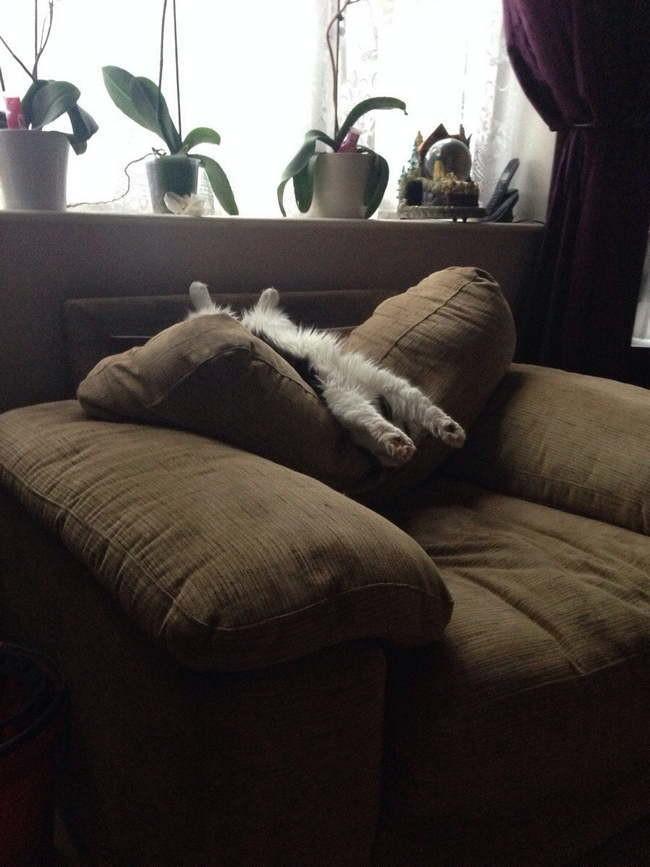 Правила жизни усатого-полосатого