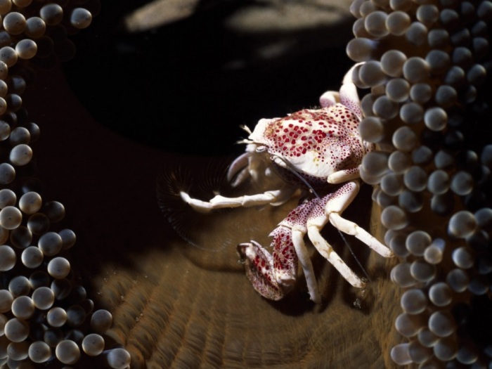 Обои для рабочего стола Красоты подводного мира