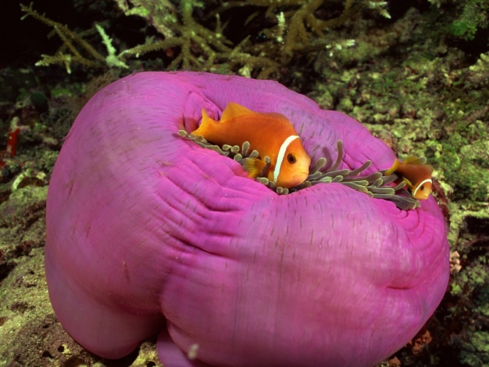 Обои для рабочего стола Красоты подводного мира