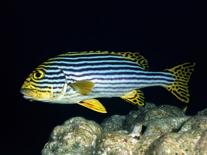 Обои для рабочего стола Красоты подводного мира