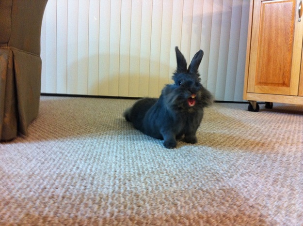 Улыбка в мире животных (26 фото)