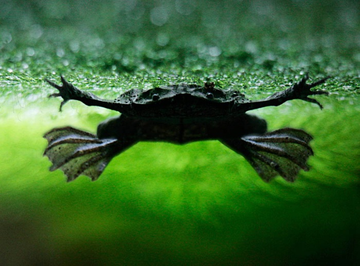 Несколько фактов о лягушках