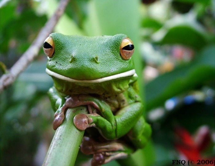 Несколько фактов о лягушках