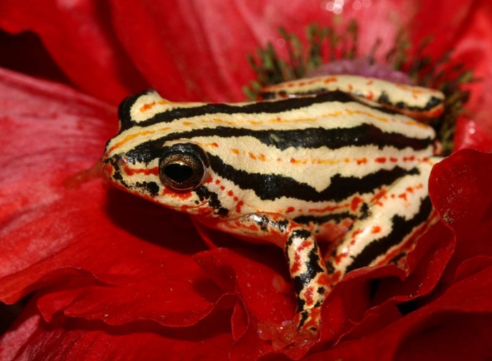 Несколько фактов о лягушках