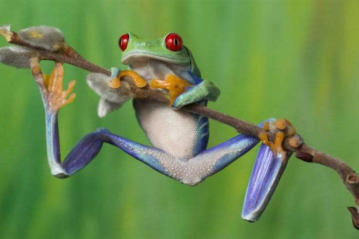 Несколько фактов о лягушках