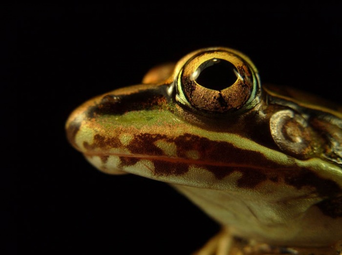 Несколько фактов о лягушках