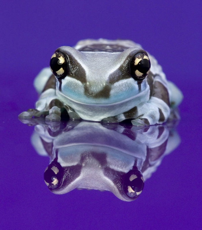 Несколько фактов о лягушках