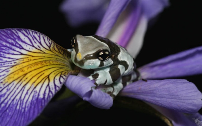 Несколько фактов о лягушках