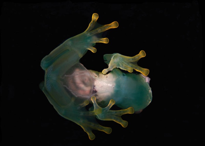 Несколько фактов о лягушках