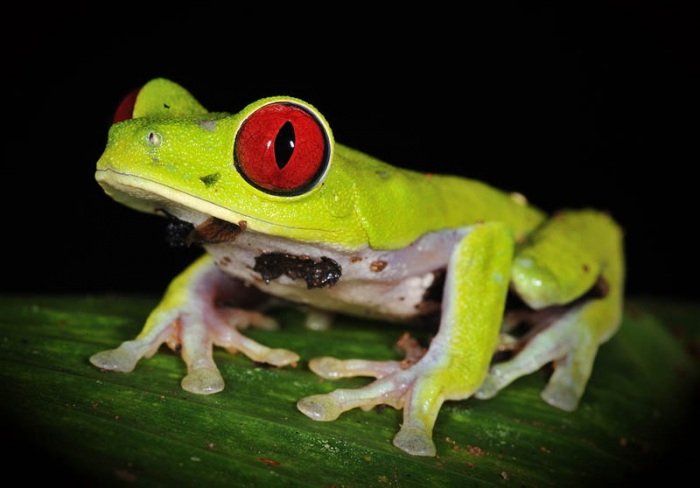 Несколько фактов о лягушках