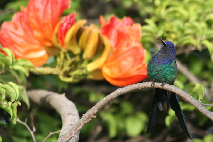 Экзотическая красота Африканское тюльпанное дерево