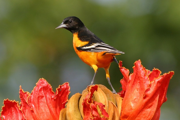 Экзотическая красота Африканское тюльпанное дерево