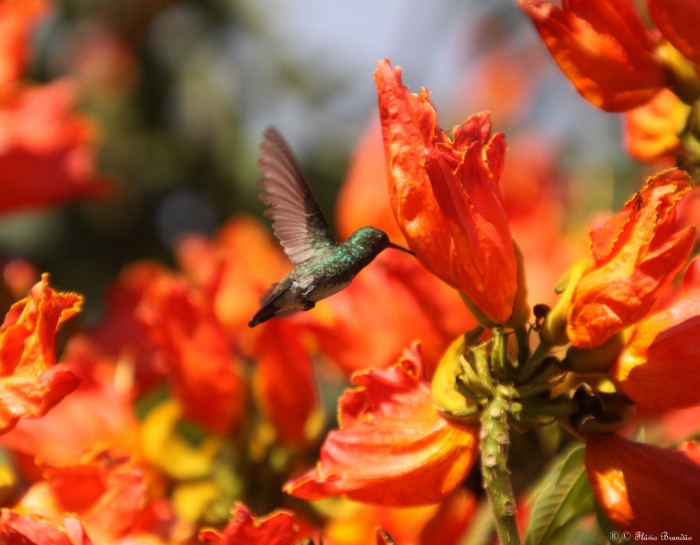 Экзотическая красота Африканское тюльпанное дерево