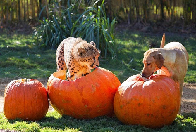Верные друзья – гепард и лабрадор