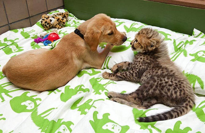 Верные друзья – гепард и лабрадор
