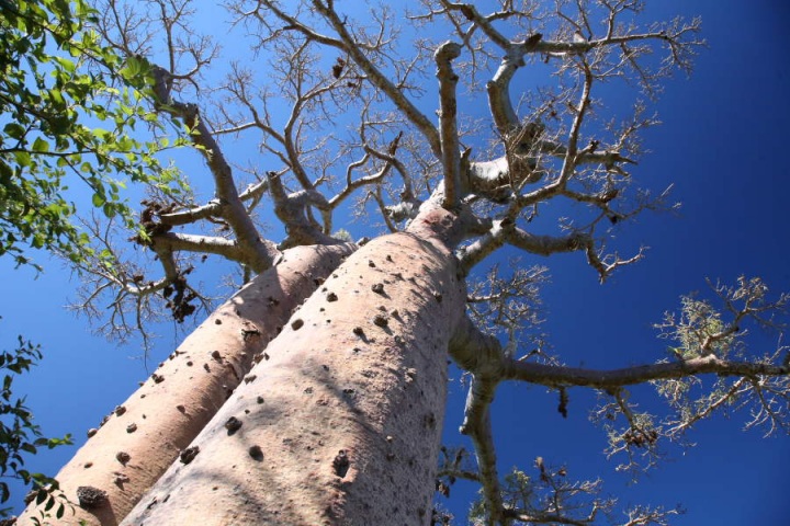 Аллея баобабов