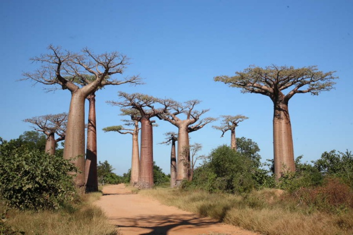 Аллея баобабов
