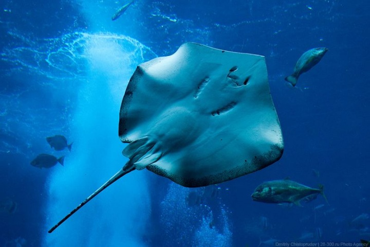 Шикарный номер за 50 000$ (37 фото)