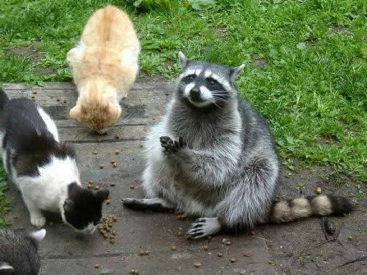 Животные, которые волнуются за вас