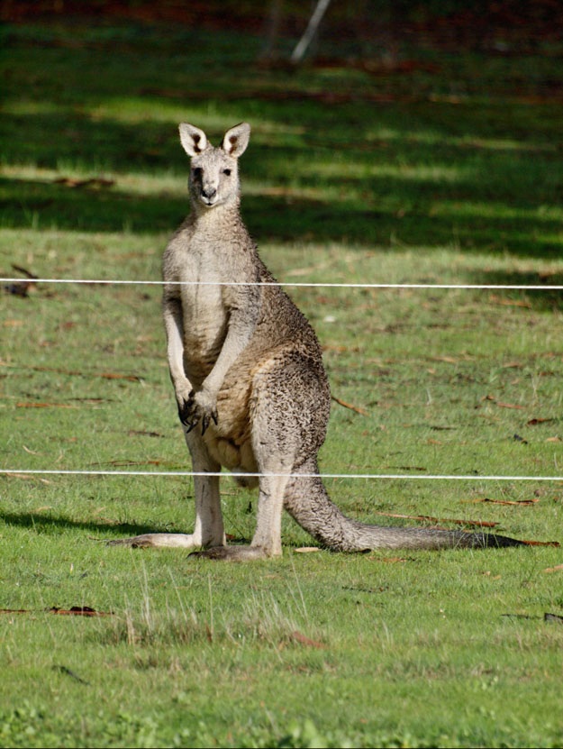 Животные, которые волнуются за вас