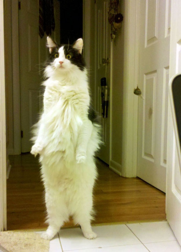 Животные, которые волнуются за вас