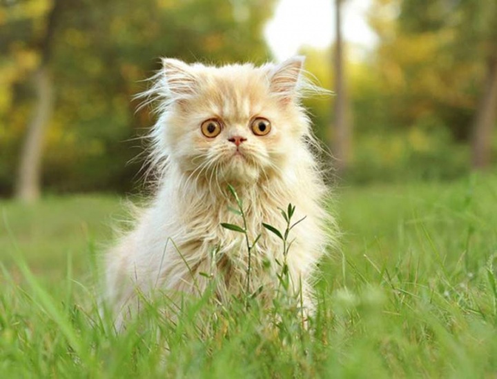 Животные, которые волнуются за вас